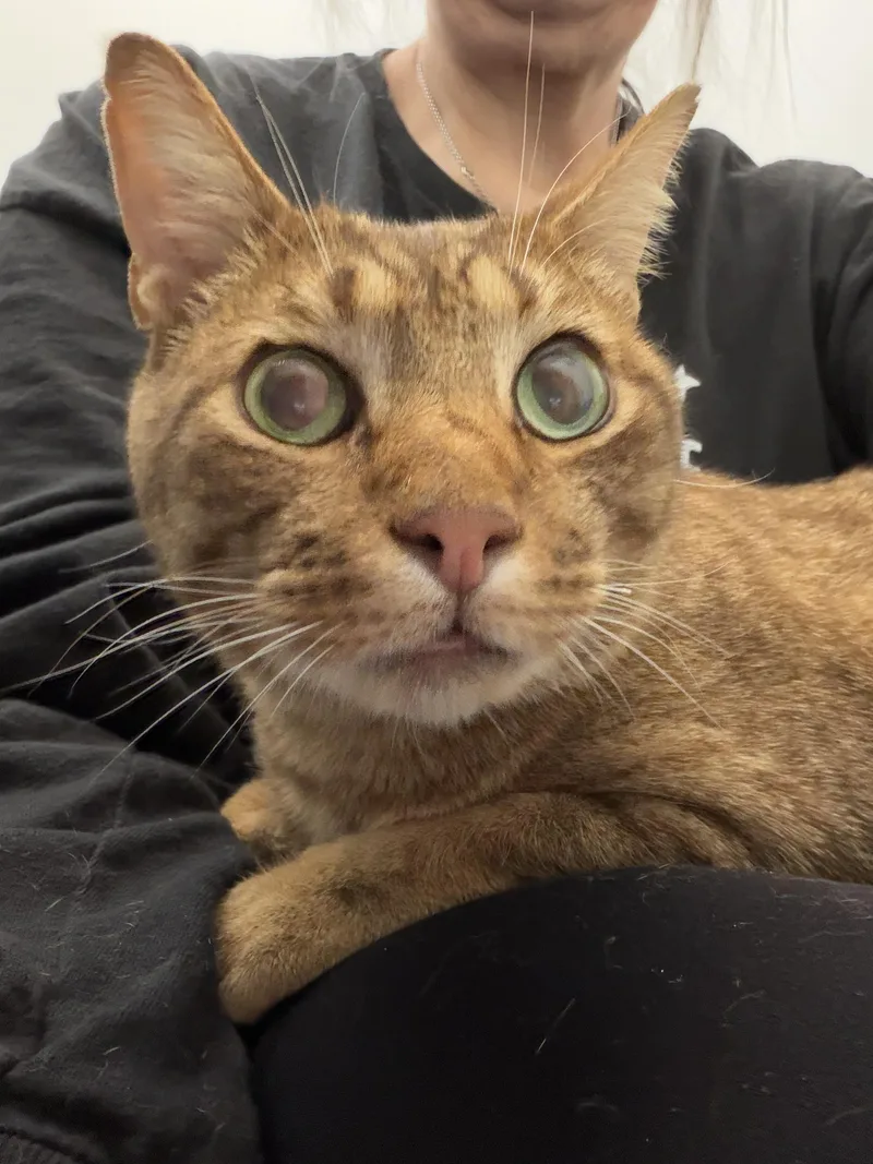 An adult medium-sized male Brown / Chocolate Ocicat cat named Roger for adoption in Roslyn Heights, NY