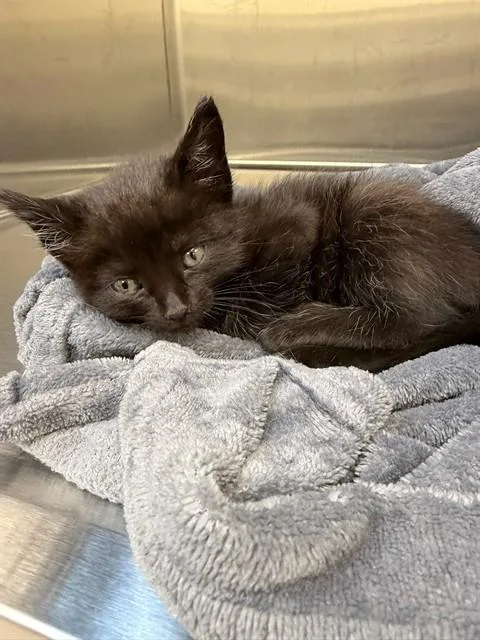 A baby small-sized female Domestic Short Hair cat named Lily for adoption in San Luis Obispo, CA