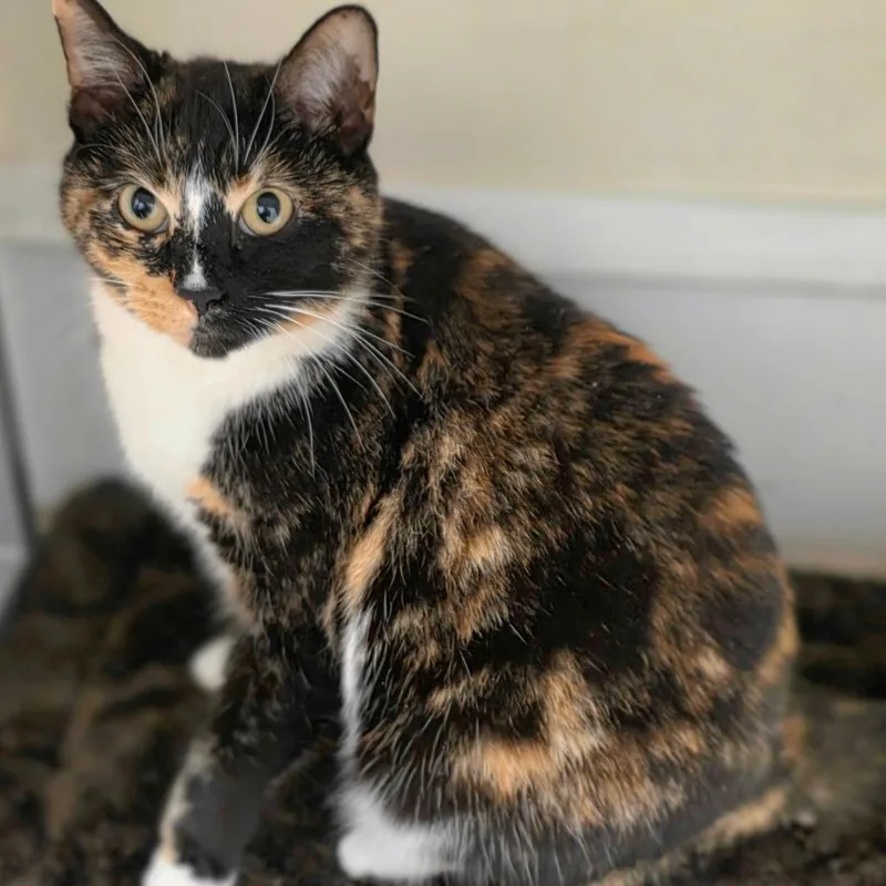 An adult medium-sized female Calico Domestic Short Hair cat named Mama Mistletoemisty for adoption in Newport News, VA