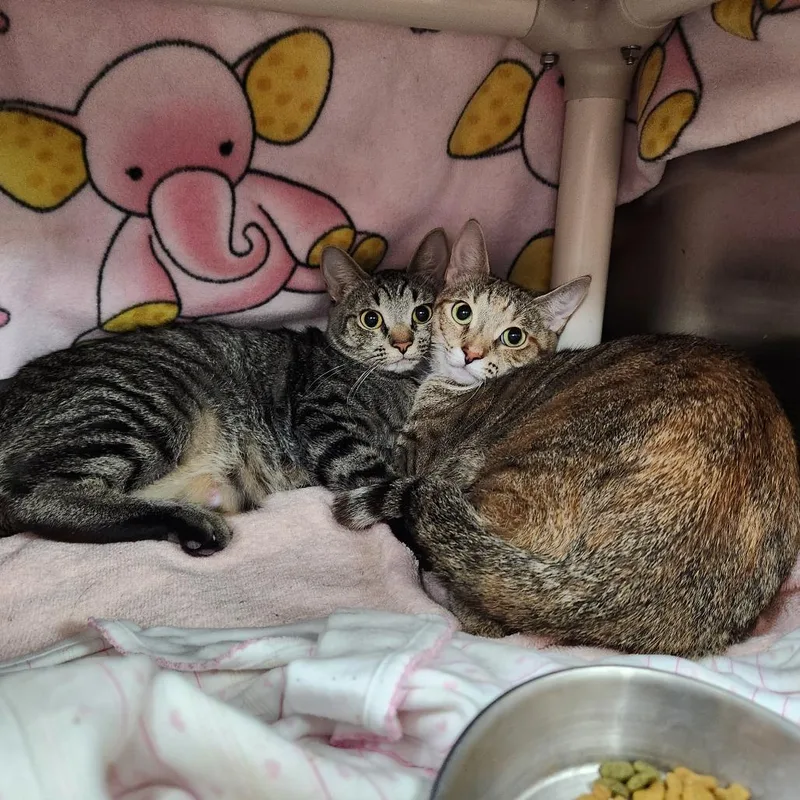 A young medium-sized female Domestic Short Hair cat named Tiny for adoption in Grand Rapids, MI