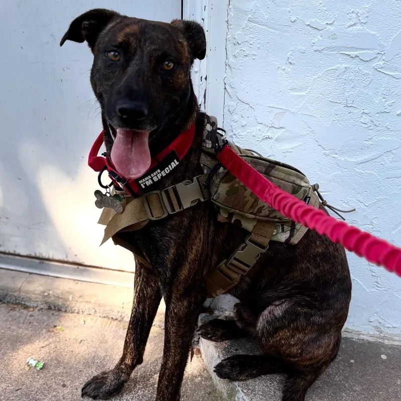 A young medium-sized male Mountain Cur dog named Moe for adoption in Hamilton, NJ