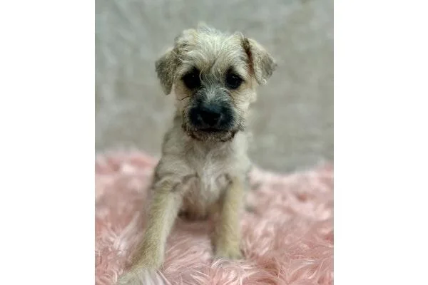 A baby small-sized female Brussels Griffon dog named Clue: Wrench for adoption in Palo Alto, CA