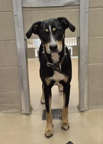An adult large-sized female Black and Tan Coonhound dog named Dixie for adoption in Decatur, IL