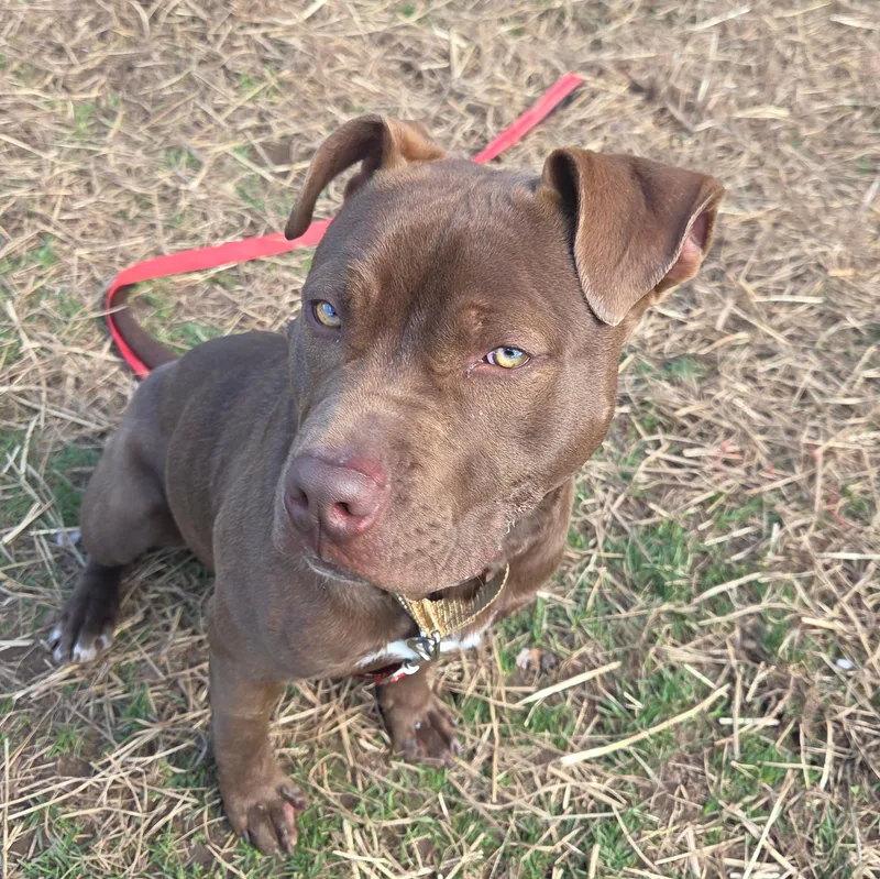 A young medium-sized male Brown / Chocolate Labrador Retriever dog named Sunny for adoption in Syracuse, NY