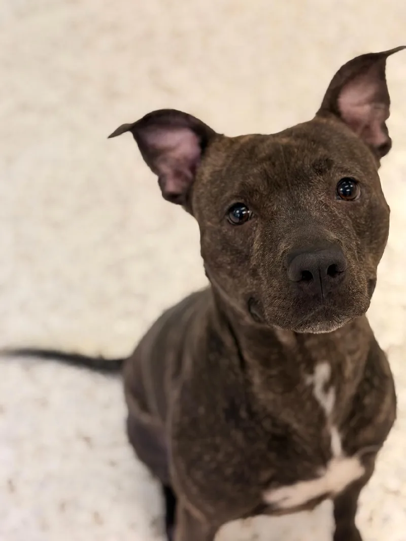 An adult medium-sized female Brindle American Staffordshire Terrier dog named Oakley for adoption in Phoenix, AZ