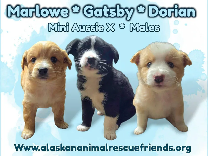 A baby medium-sized male Australian Shepherd dog named Dorian for adoption in Anchorage, AK