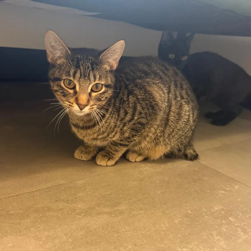 A baby small-sized male Brown / Chocolate Domestic Short Hair cat named Cricket for adoption in Garfield, AR