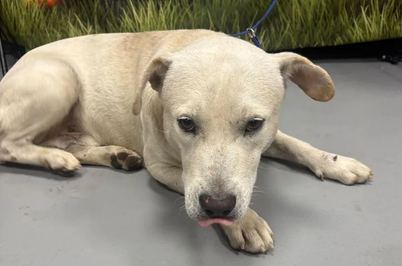 An adult large-sized male Apricot / Beige Labrador Retriever dog named AC "Butch" for adoption in Conyers, GA