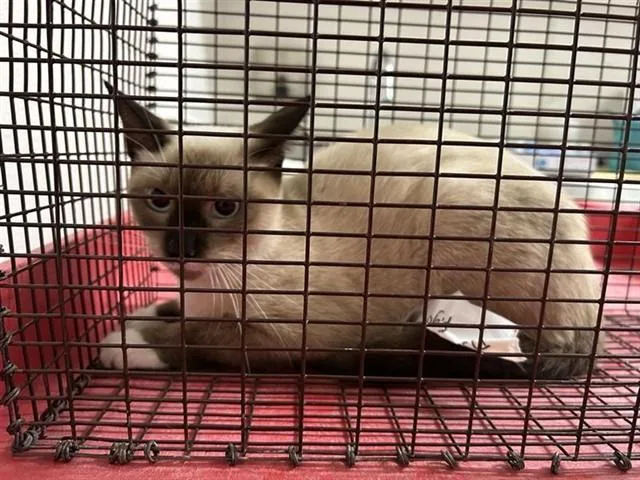 A young medium-sized female Siamese cat named Dulce for adoption in Houston, TX