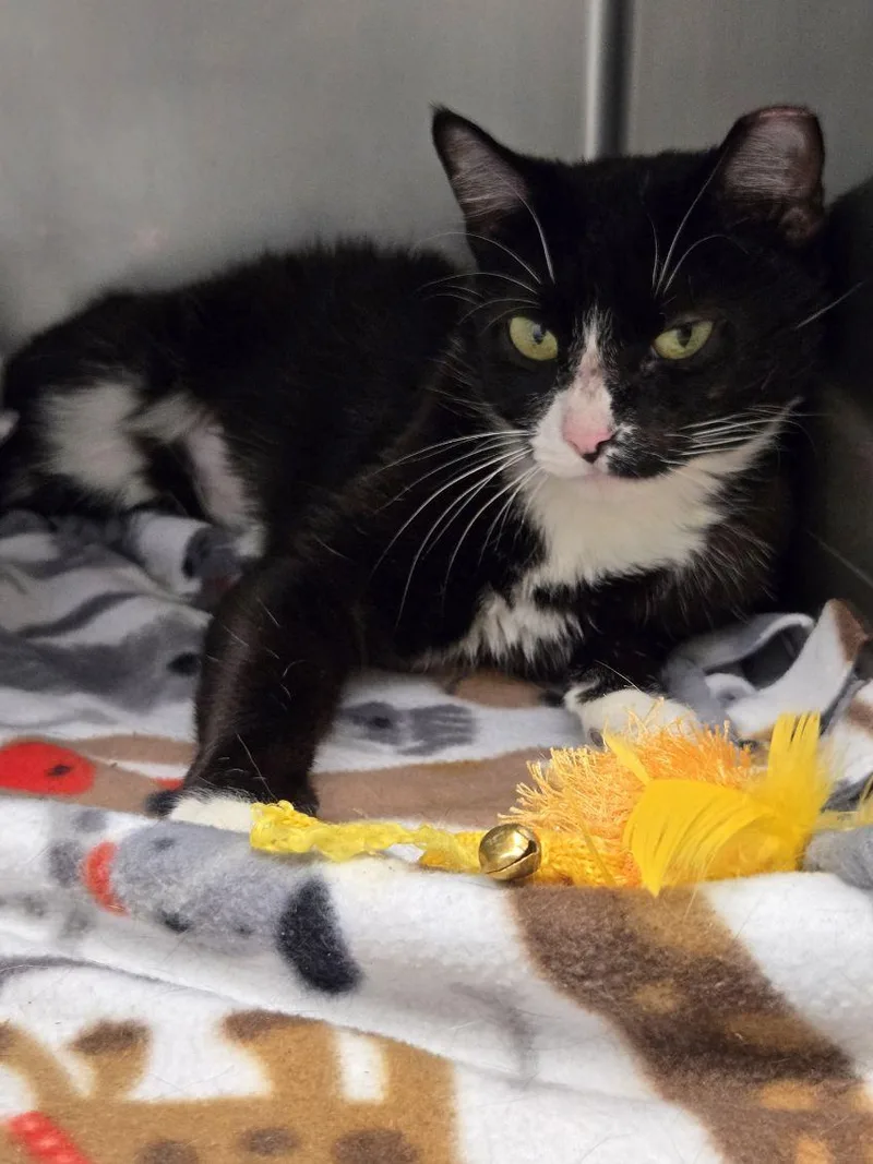 An adult medium-sized female Black & White / Tuxedo Domestic Short Hair cat named Smoreo for adoption in Yorkville, IL
