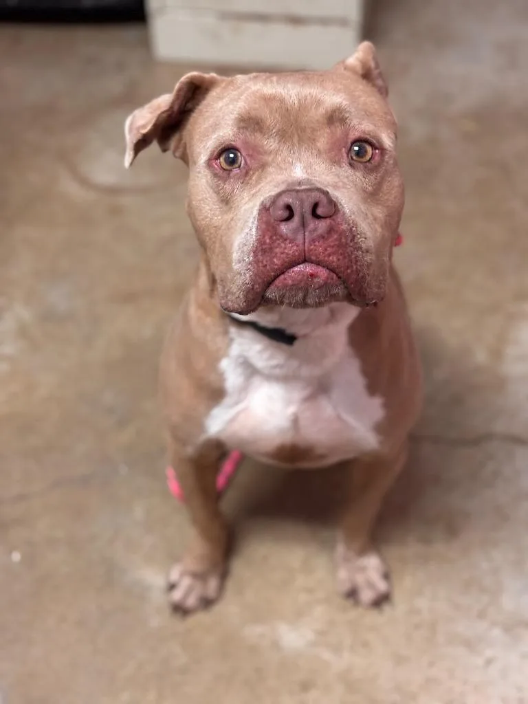 An adult large-sized female Pit Bull Terrier dog named Daisy for adoption in New Braunfels, TX