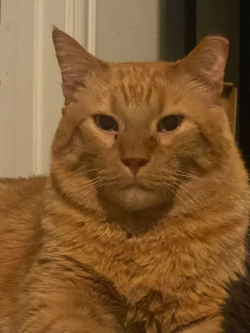 Jet And Red thumbnail 3