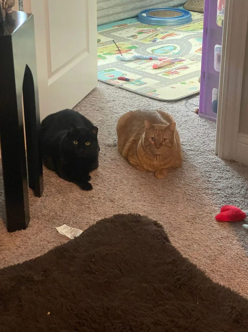 Jet And Red thumbnail 4