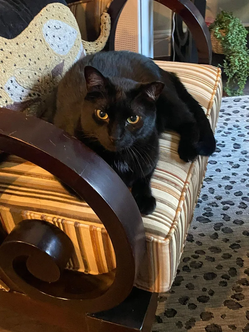 Jet And Red thumbnail 6