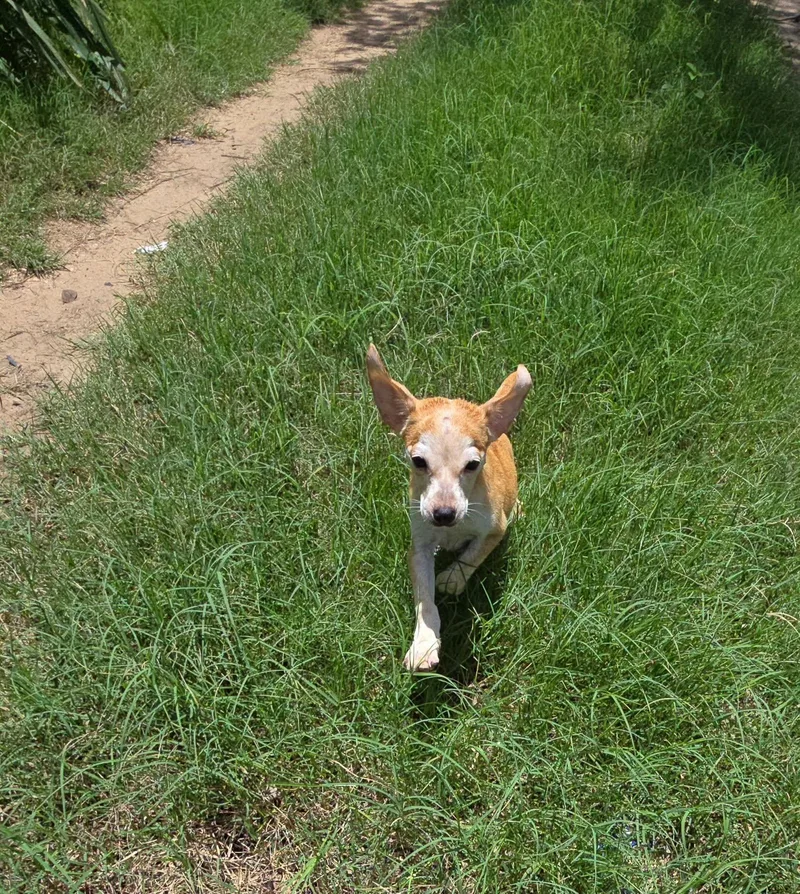 A baby small-sized male Apricot / Beige Chihuahua dog named Tom for adoption in Winsted, CT