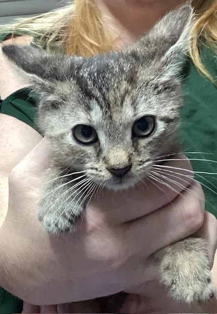 A baby medium-sized male Tabby (Brown / Chocolate) Domestic Short Hair cat named Spengler for adoption in Lemoyne, PA