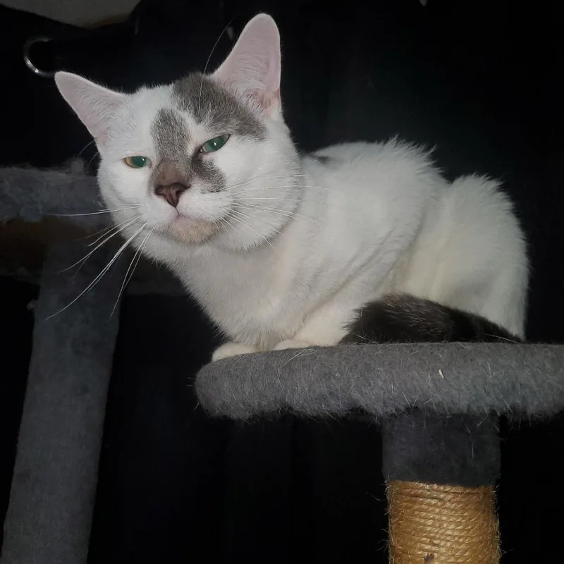 A young medium-sized male Gray / Blue / Silver Domestic Short Hair cat named Snowball for adoption in Vineland, NJ