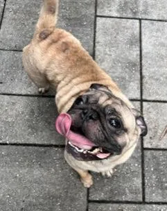 An adult small-sized male Yellow / Tan / Blond / Fawn Pug dog named Squid for adoption in Longwood, FL