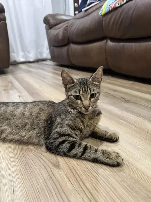 A baby medium-sized female Tabby (Brown / Chocolate) Tabby cat named Isabella for adoption in Pearland, TX
