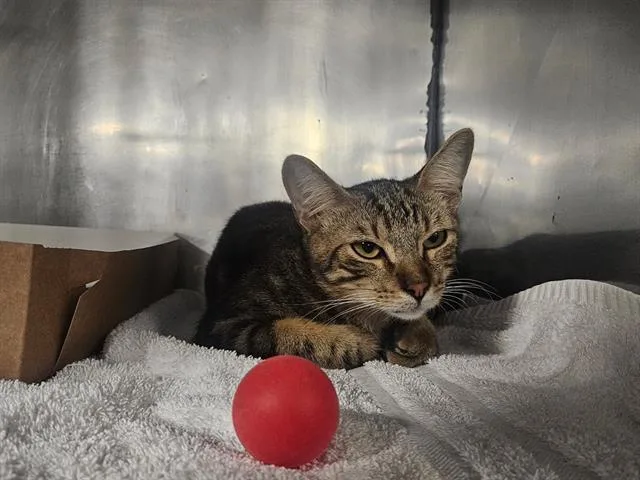 A young medium-sized male Domestic Short Hair cat named Pringles for adoption in Panama City, FL