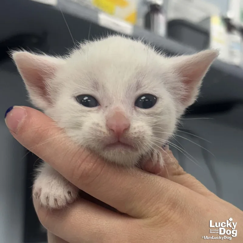 A baby medium-sized male White Domestic Short Hair cat named Hosta for adoption in Washington, DC
