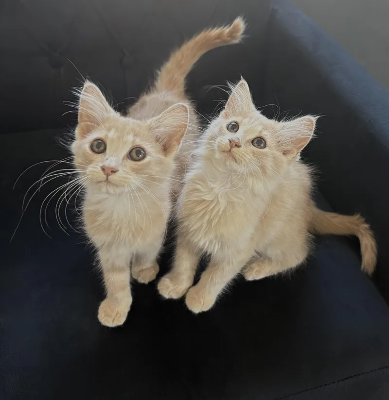 A baby medium-sized female Domestic Long Hair cat named Meadow and Elly for adoption in Charlotte, NC
