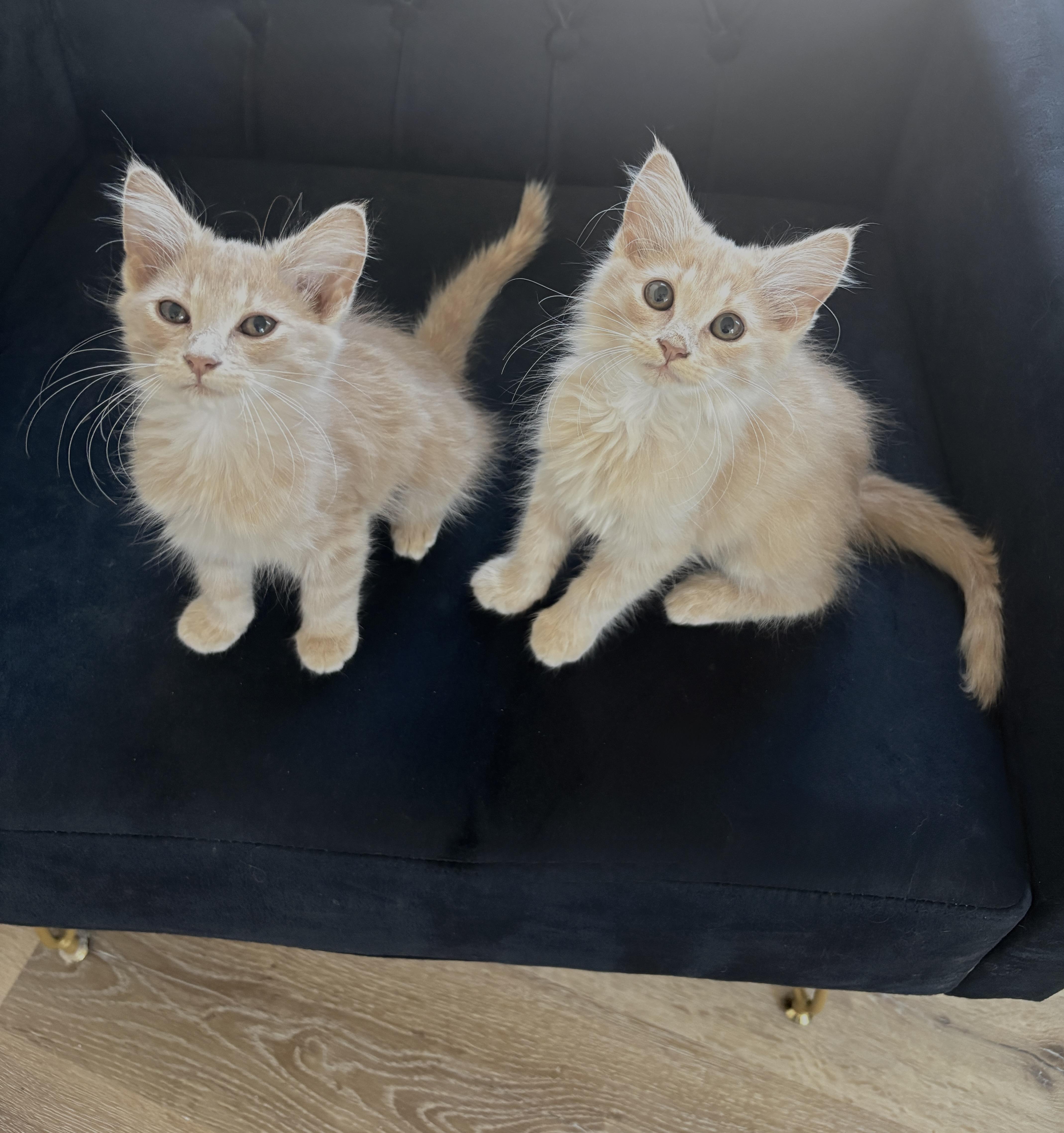 Meadow and Elly thumbnail 4