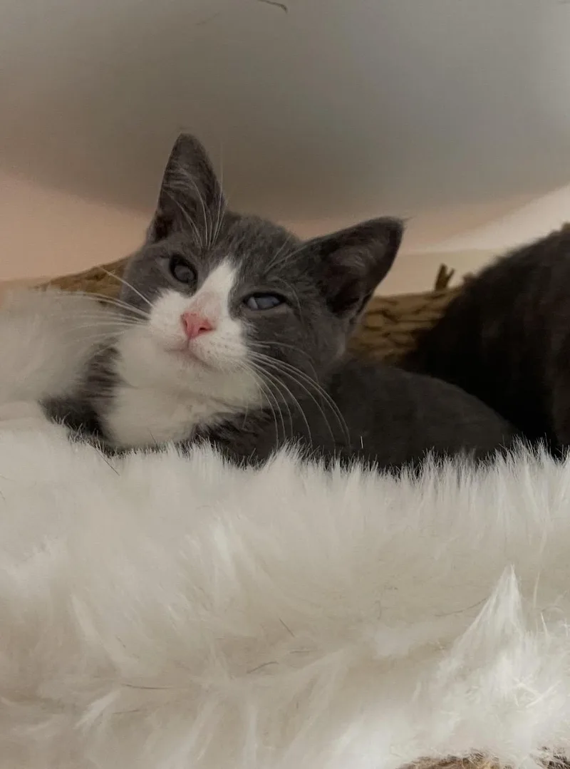 A baby small-sized female Gray & White Domestic Short Hair cat named Moro for adoption in Staten Island, NY