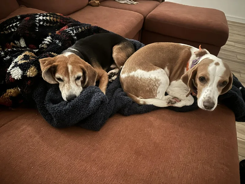 A young medium-sized female Beagle dog named Baguette for adoption in Tomball, TX