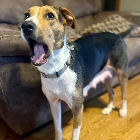 An adult medium-sized female Black Hound dog named PoppyFC Terry M for adoption in Union, MO