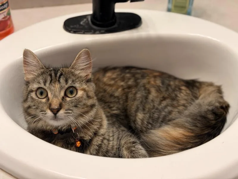 A baby small-sized female Domestic Medium Hair cat named Lulu for adoption in Minneapolis, MN