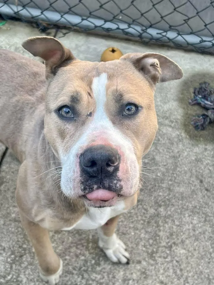 Georgette thumbnail 2