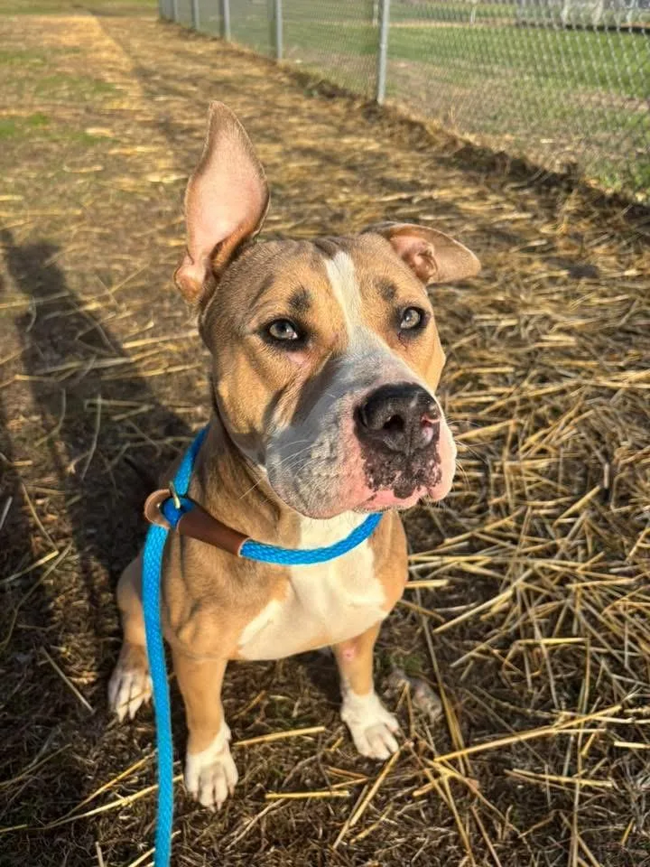 Georgette thumbnail 3