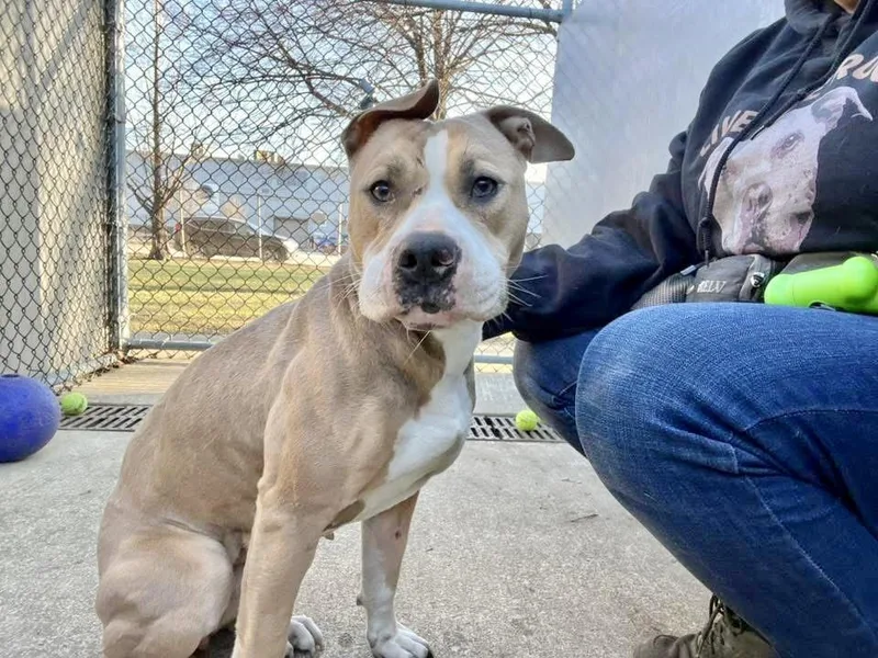 Georgette thumbnail 4