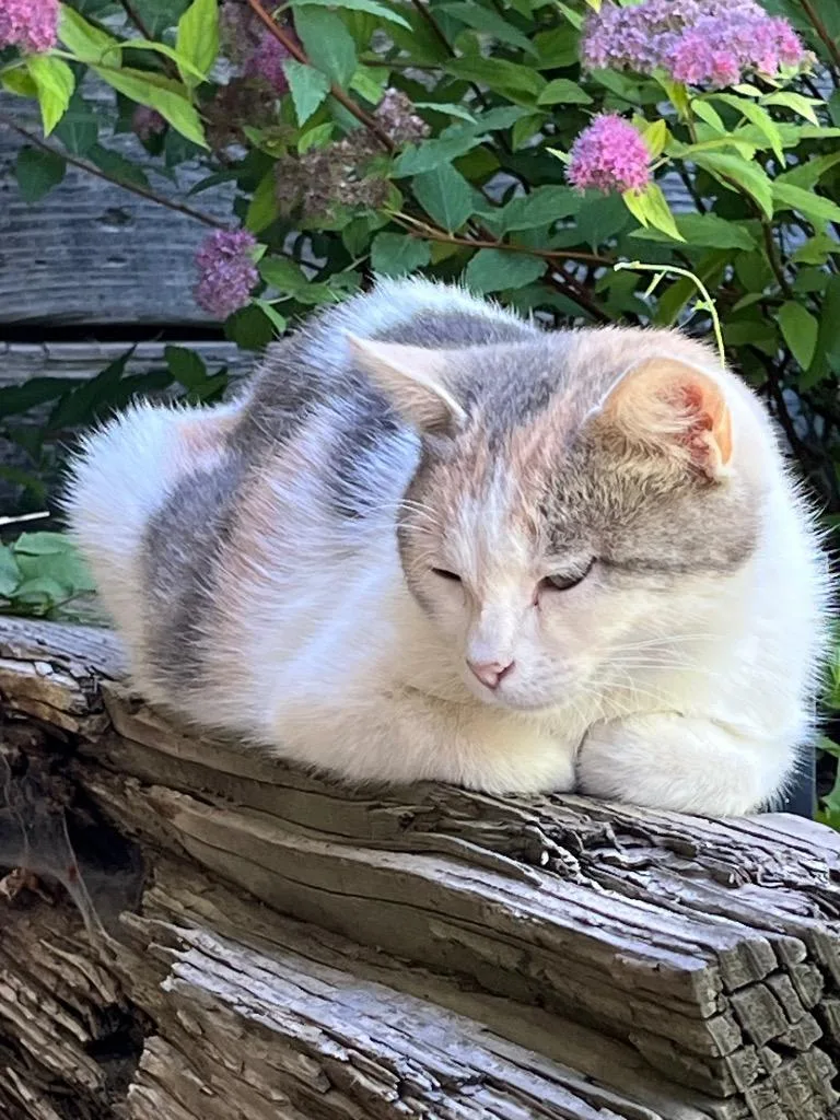 A young medium-sized female Domestic Short Hair cat named Daisy for adoption in Heber City, UT