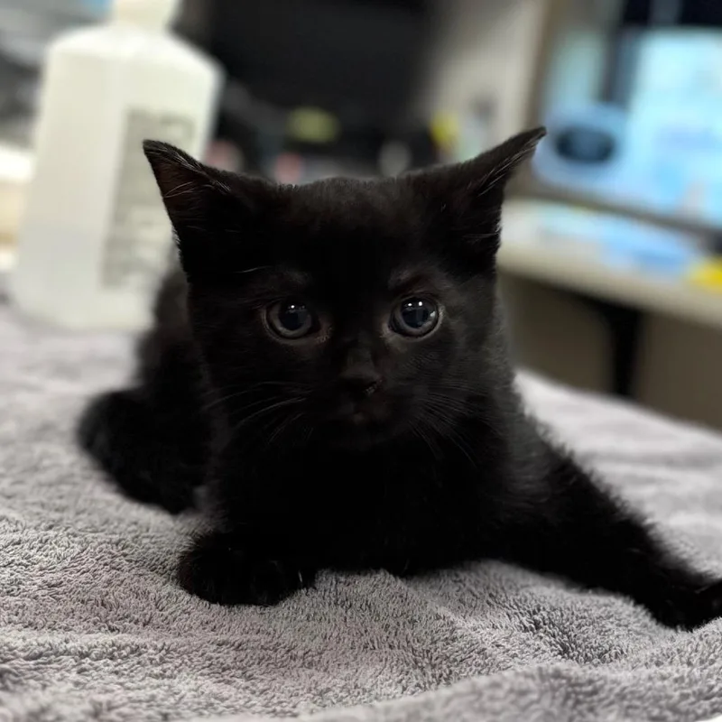 A baby small-sized female Black Domestic Short Hair cat named Coco for adoption in Nashville, IN