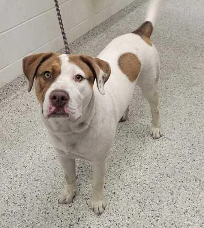 A young large-sized male White / Cream Mixed Breed dog named Speedy for adoption in Kansas City, MO