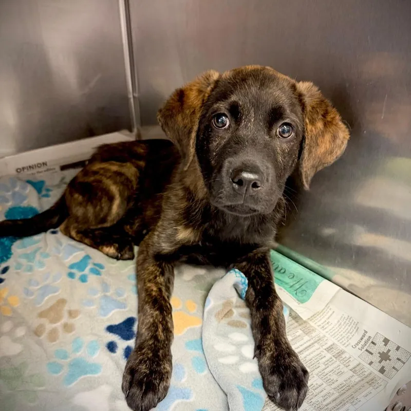 A young large-sized male Black Anatolian Shepherd dog named Saint for adoption in Ardmore, OK