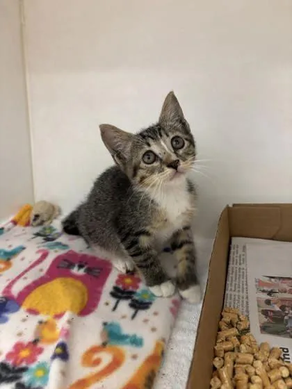 A baby small-sized female Domestic Short Hair cat named Mimsy for adoption in Manteo, NC