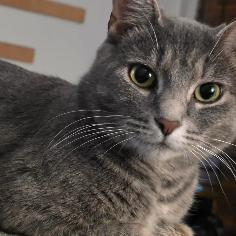 An adult medium-sized female Tabby (Gray / Blue / Silver) Domestic Short Hair cat named Sketch for adoption in Indianapolis, IN