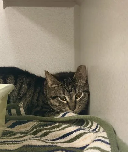 An adult medium-sized female Domestic Short Hair cat named Katniss for adoption in Quakertown, PA