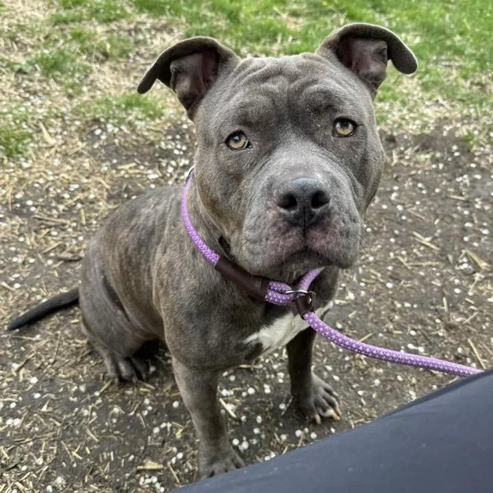 Penelope thumbnail 2