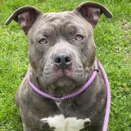 Penelope thumbnail 3