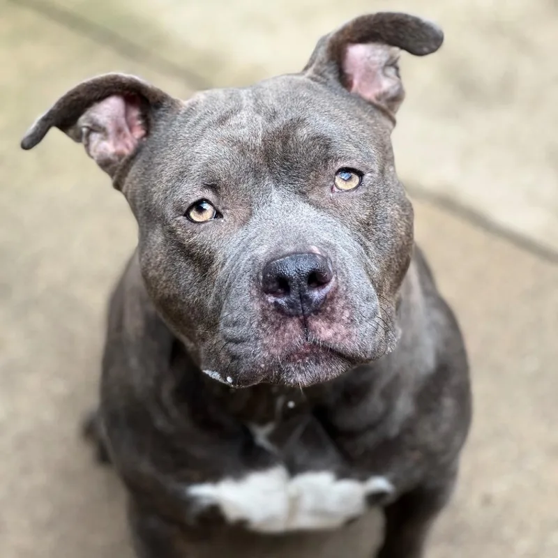 Penelope thumbnail 4