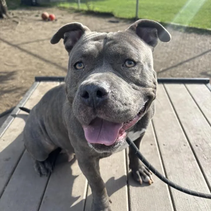 Penelope thumbnail 6