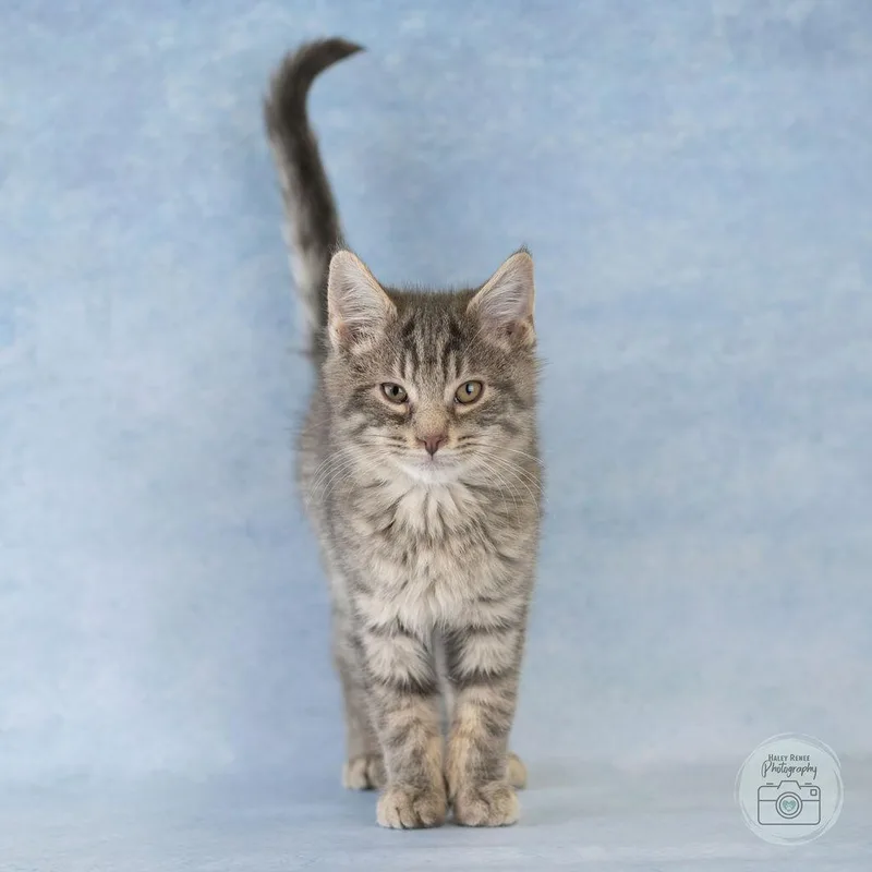 A baby medium-sized male Tabby (Gray / Blue / Silver) Domestic Short Hair cat named Happy for adoption in Blairsville, PA