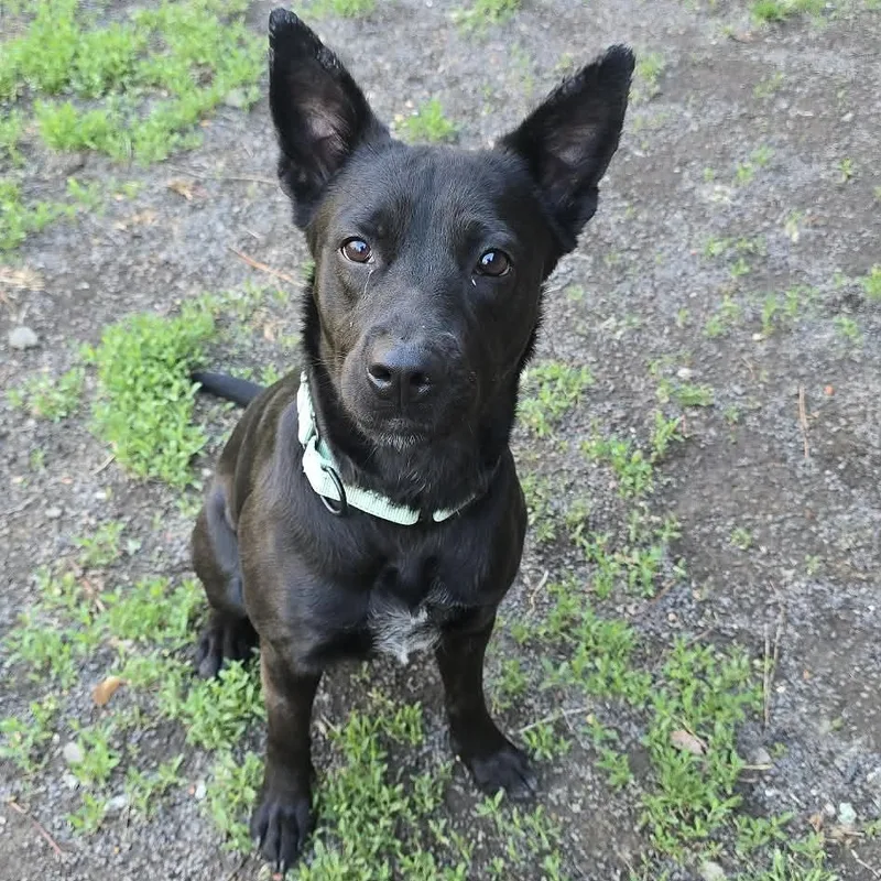 A young medium-sized female Black Labrador Retriever dog named Millie for adoption in Orange, VA