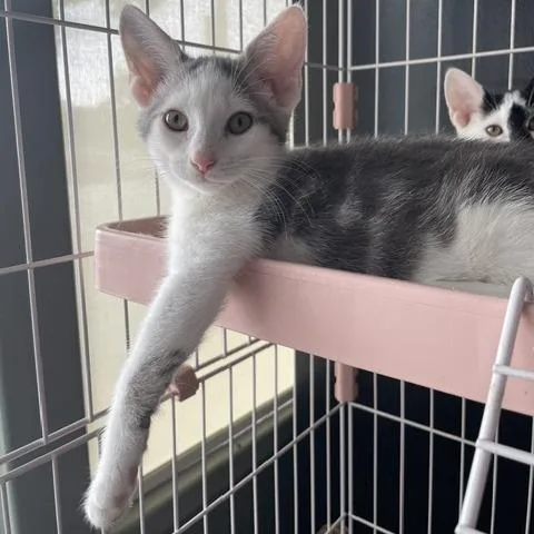 A baby small-sized female Gray / Blue / Silver Domestic Medium Hair cat named Scooby for adoption in Dayton, OH