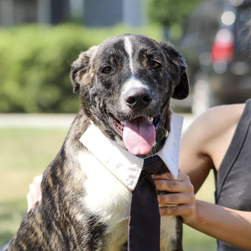 A young medium-sized male White / Cream Mixed Breed dog named Marcellus for adoption in Columbia, SC