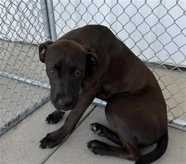 Darcie Urgent And